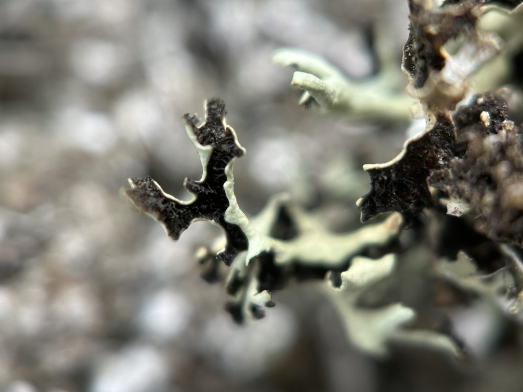 Xanthoparmelia wyomingica