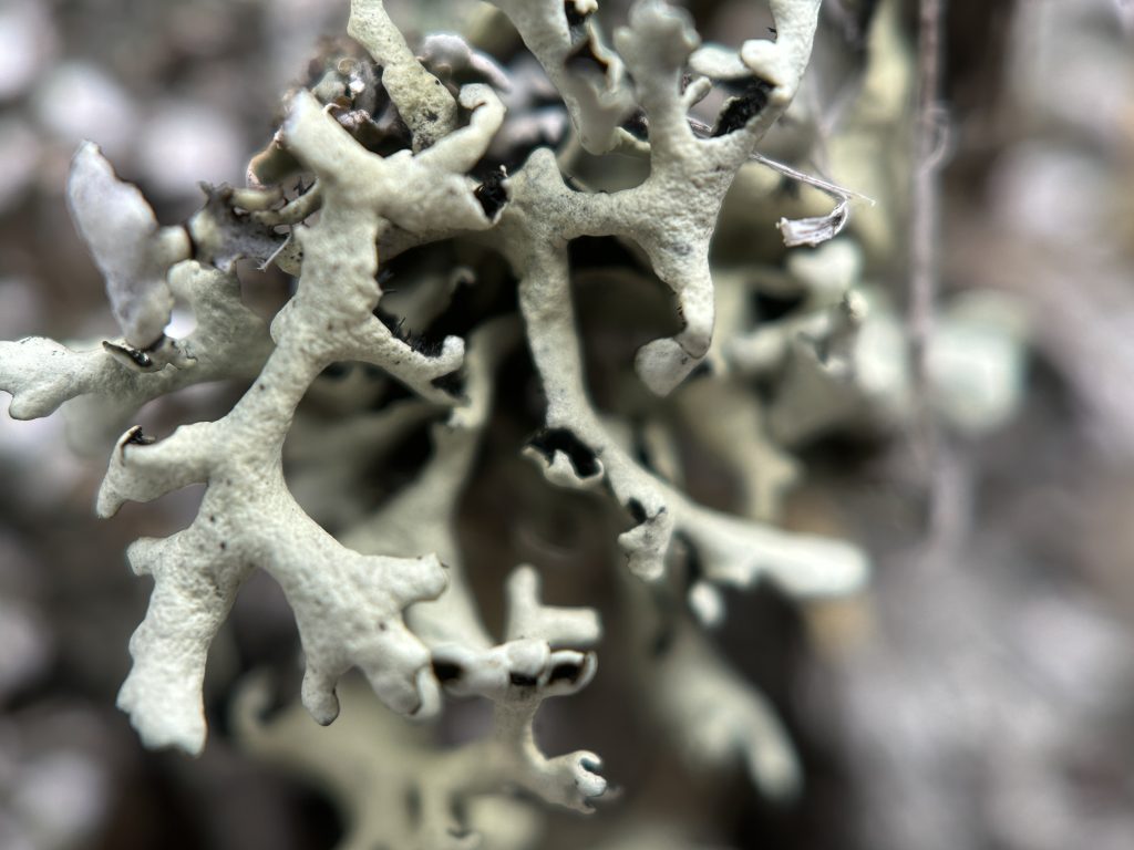 Xanthoparmelia wyomingica