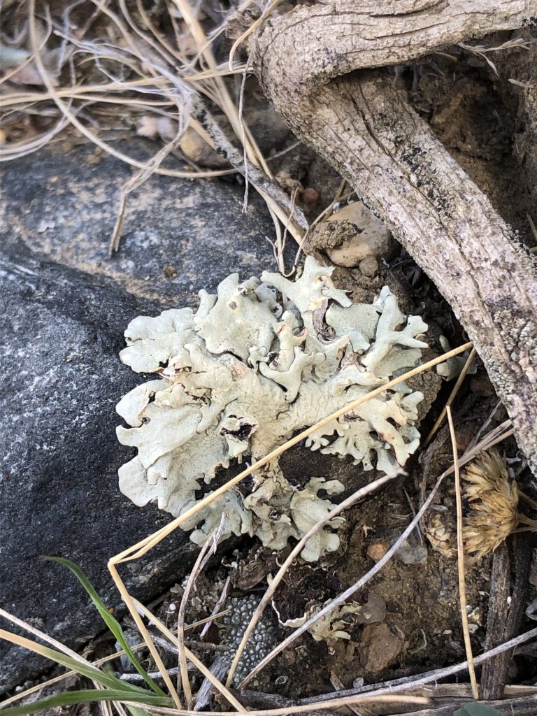Xanthoparmelia wyomingica