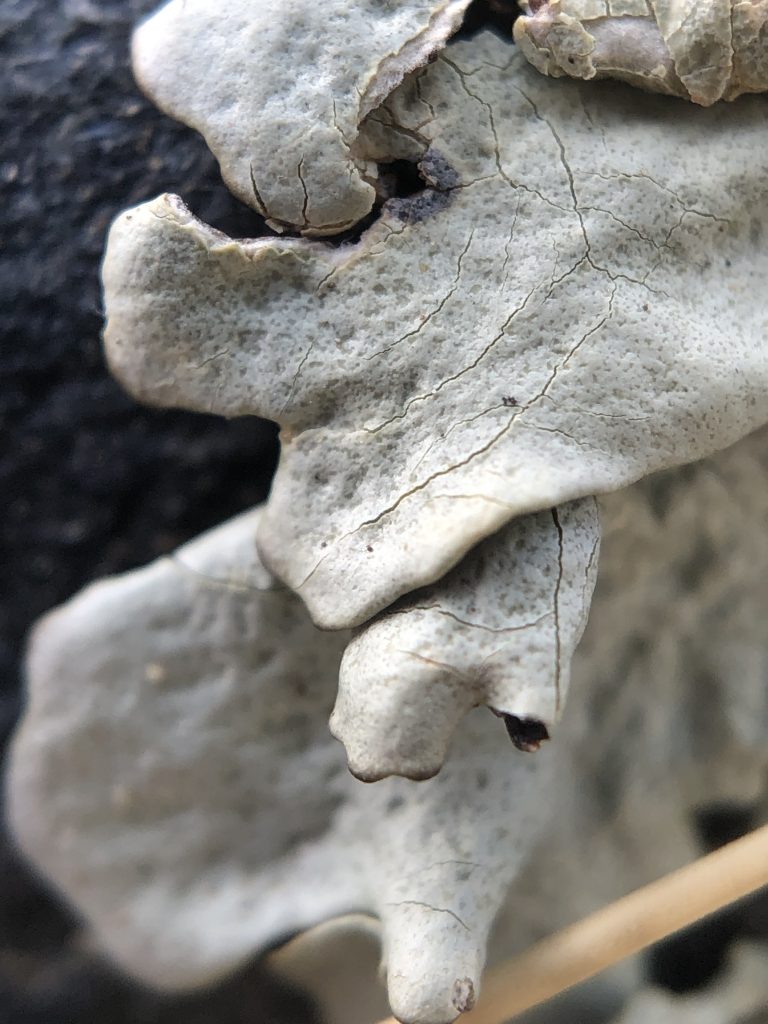 Xanthoparmelia wyomingica