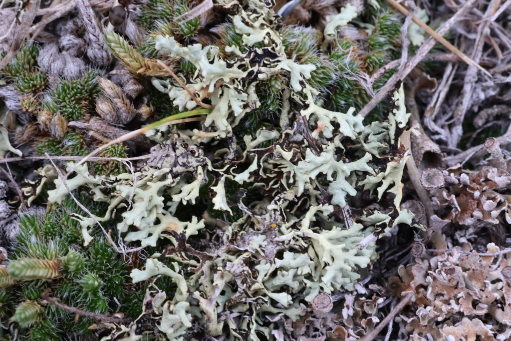 Xanthoparmelia wyomingica