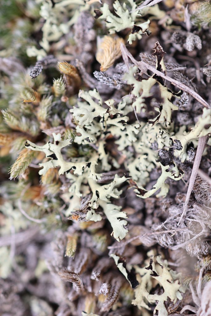 Xanthoparmelia wyomingica