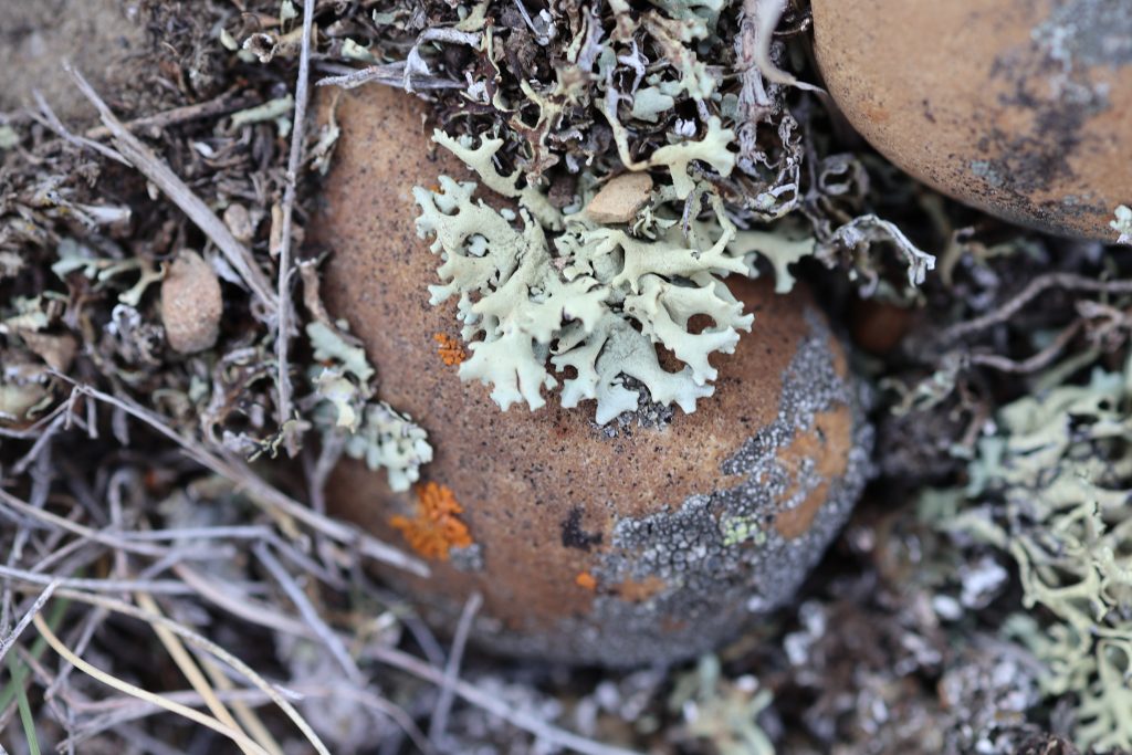 Xanthoparmelia wyomingica