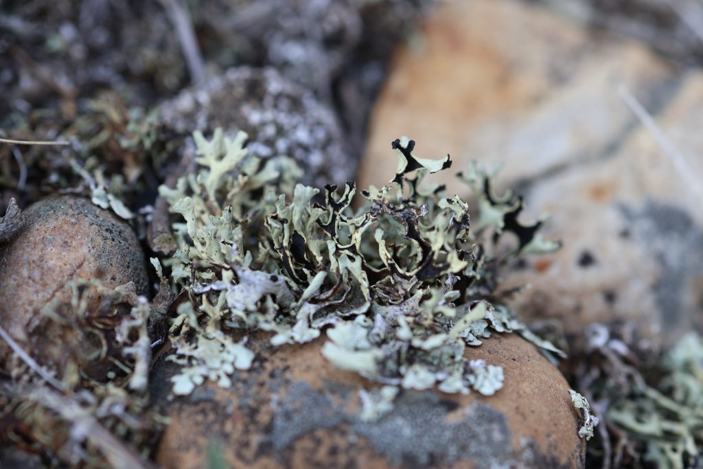 Xanthoparmelia wyomingica