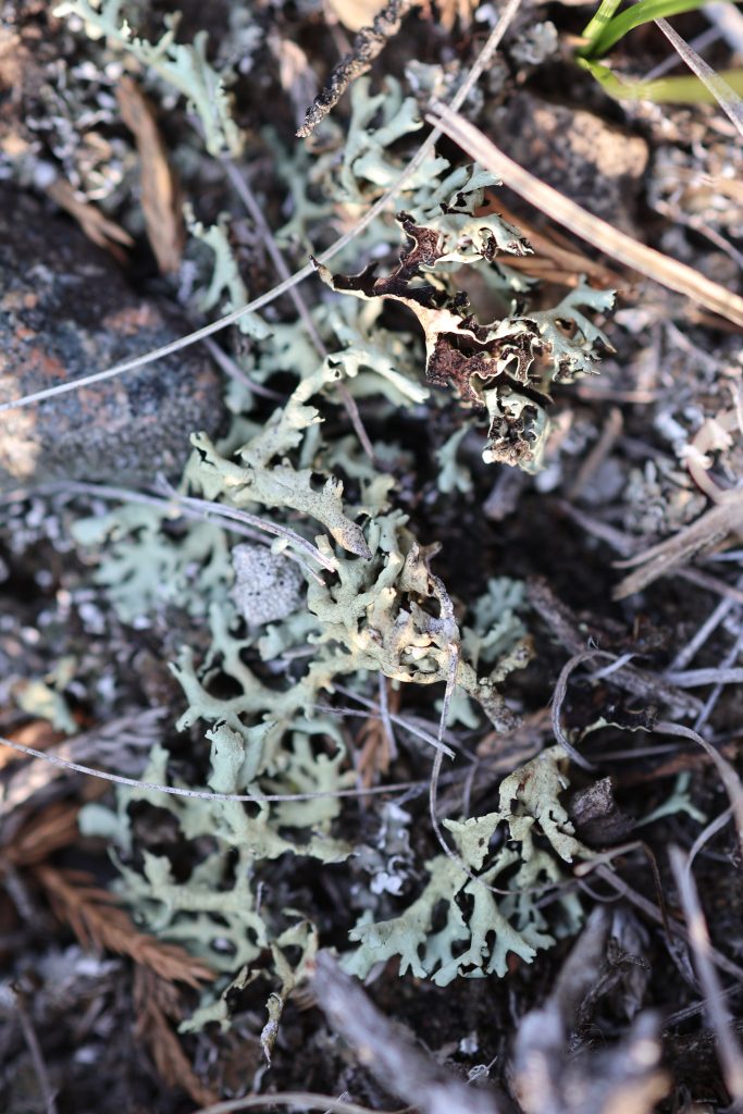 Xanthoparmelia wyomingica