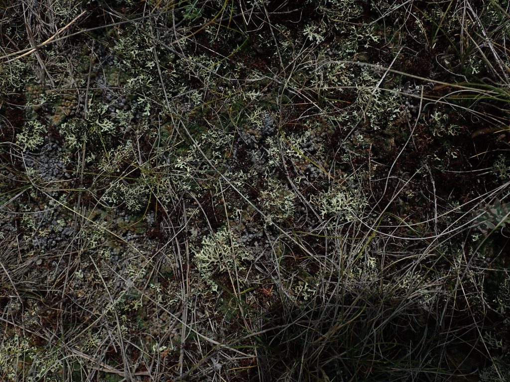 Xanthoparmelia camtschadalis