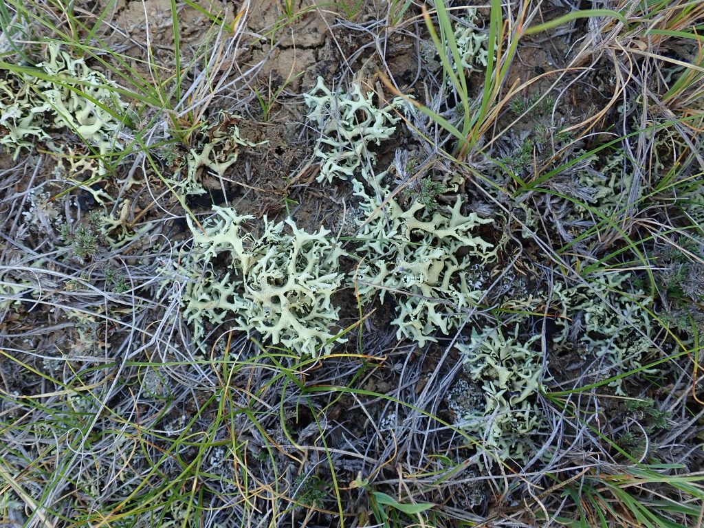 Xanthoparmelia chlorochroa