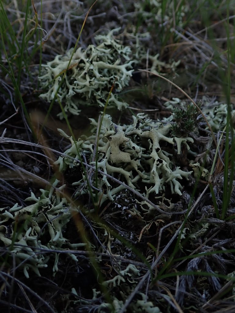 Xanthoparmelia chlorochroa