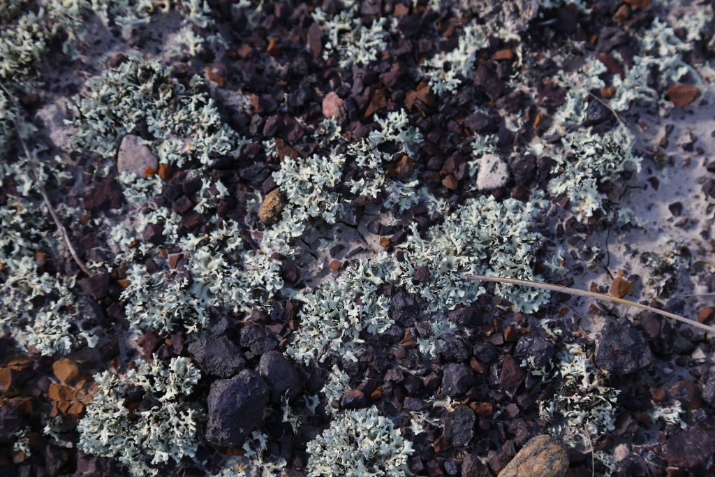 Xanthoparmelia wyomingica