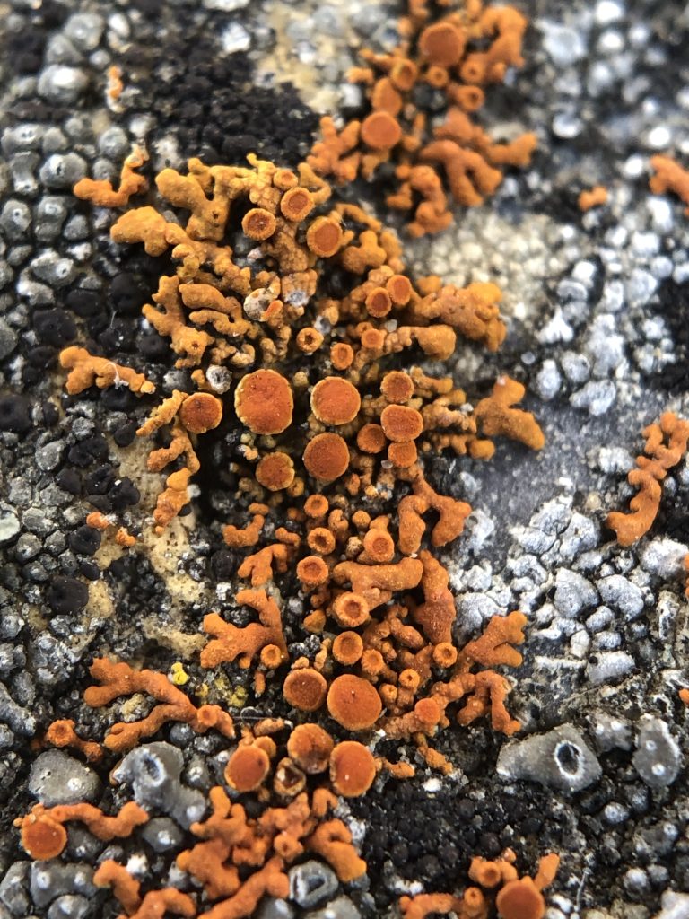 Xanthoria elegans
