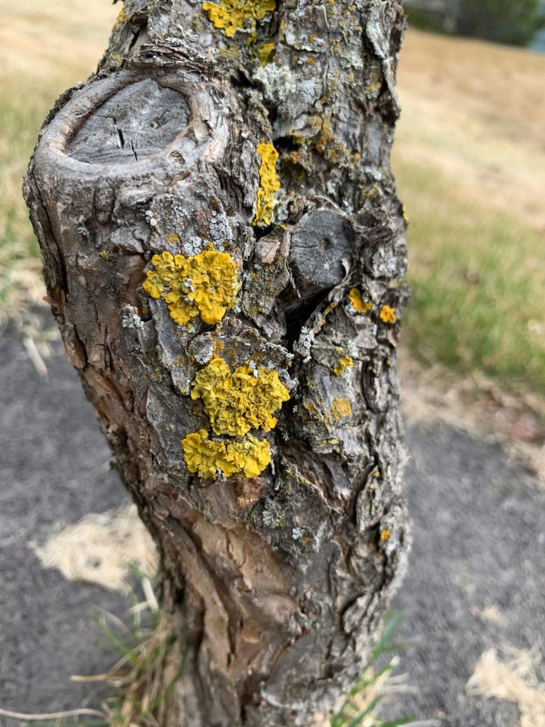 Xanthoria parietina