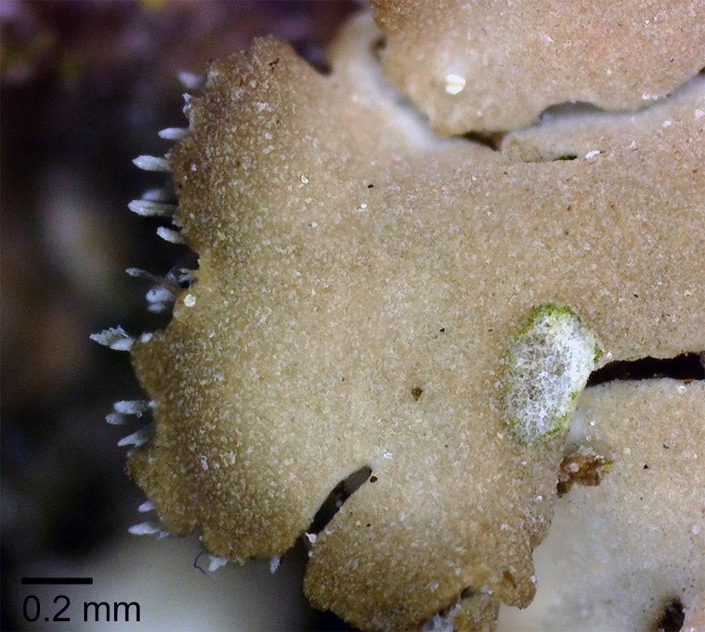 Phaeophyscia orbicularis