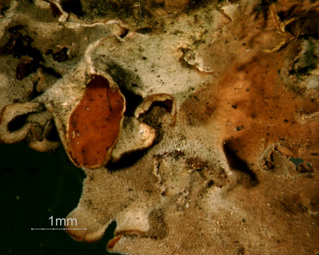 Nephroma resupinatum