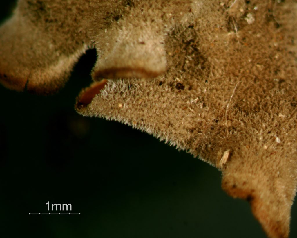 Nephroma resupinatum