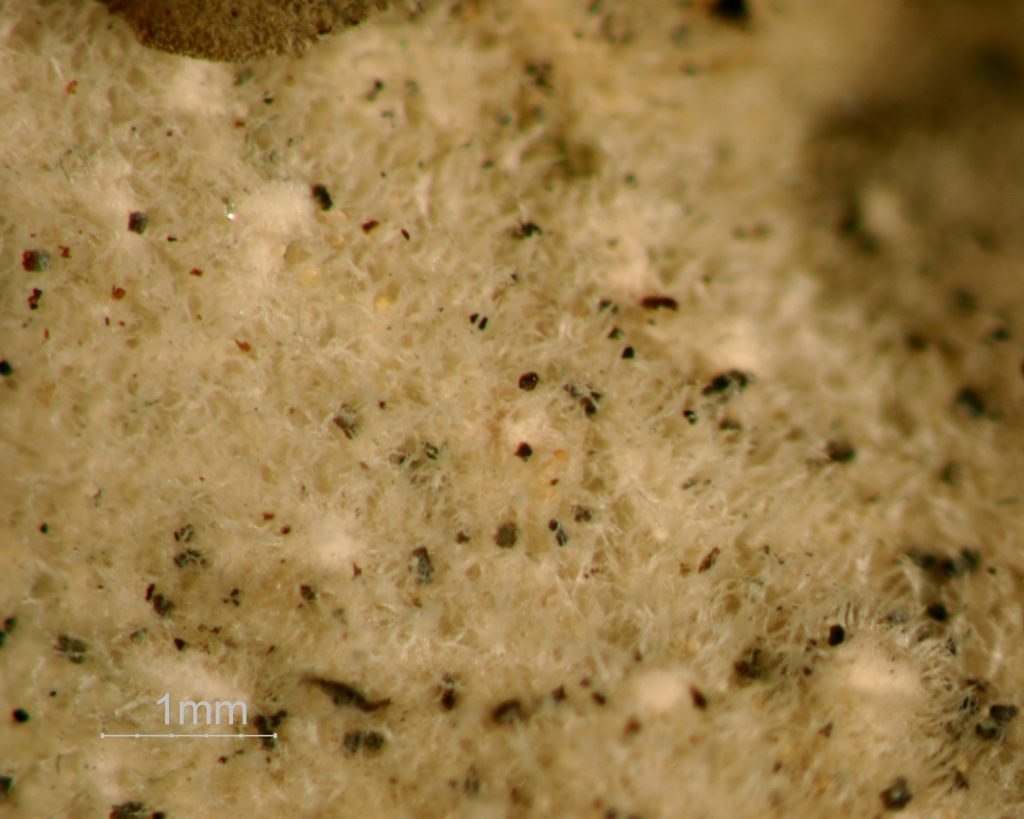 Nephroma resupinatum