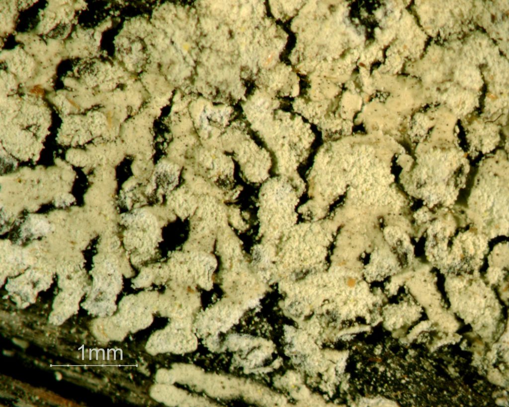 Parmeliopsis ambigua