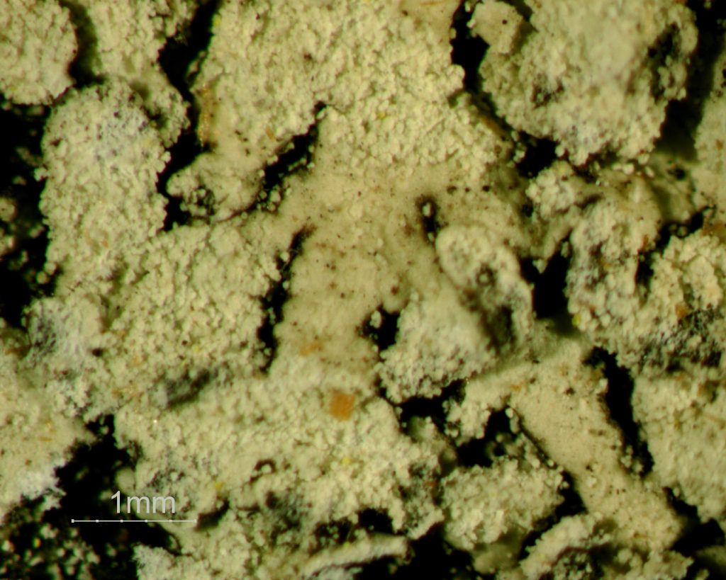 Parmeliopsis ambigua