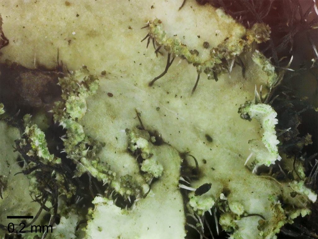 Phaeophyscia kairamoi