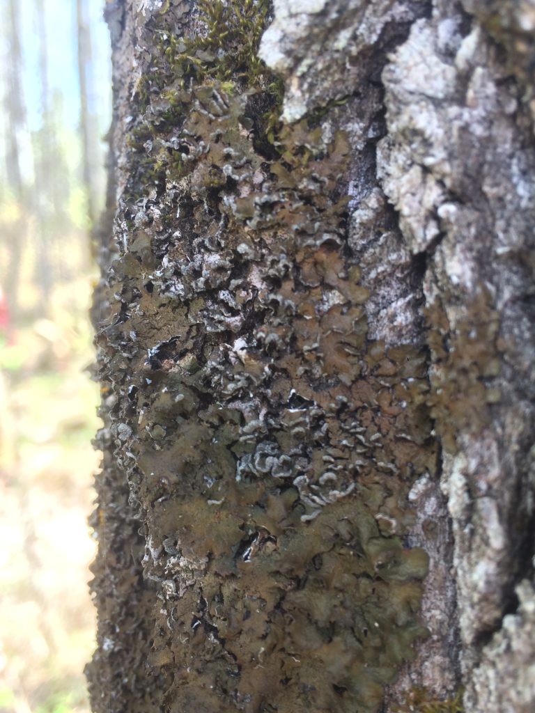 Melanelixia albertana