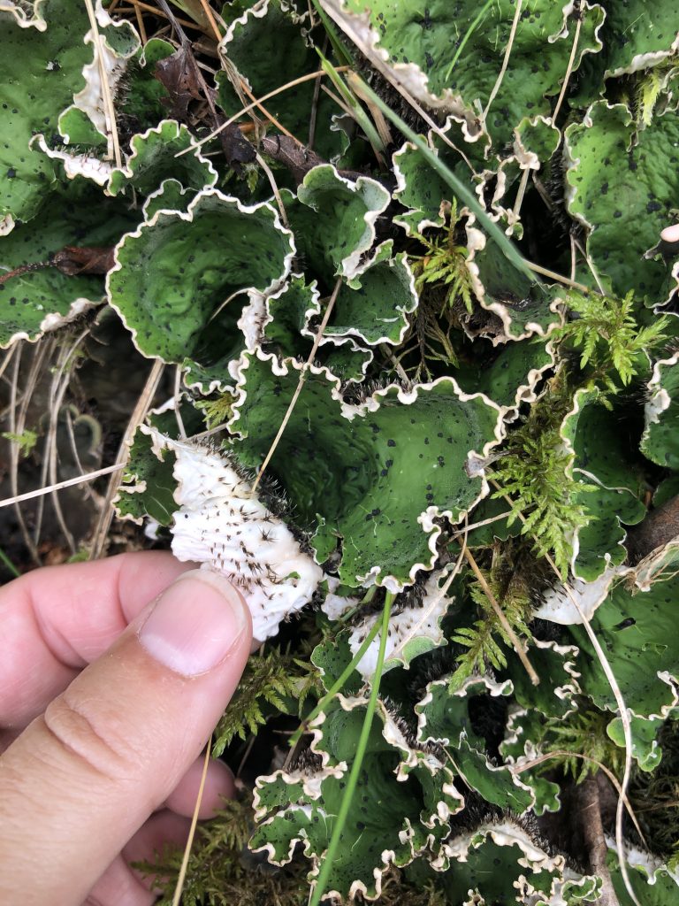 Peltigera leucophlebia group