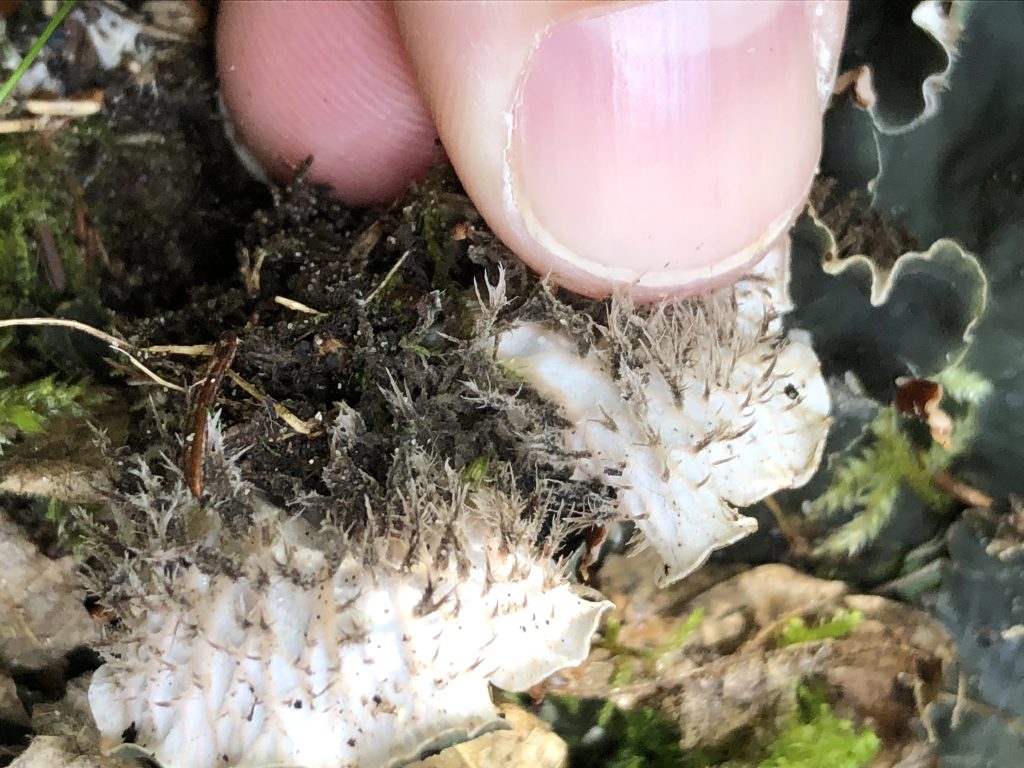 Peltigera canina group