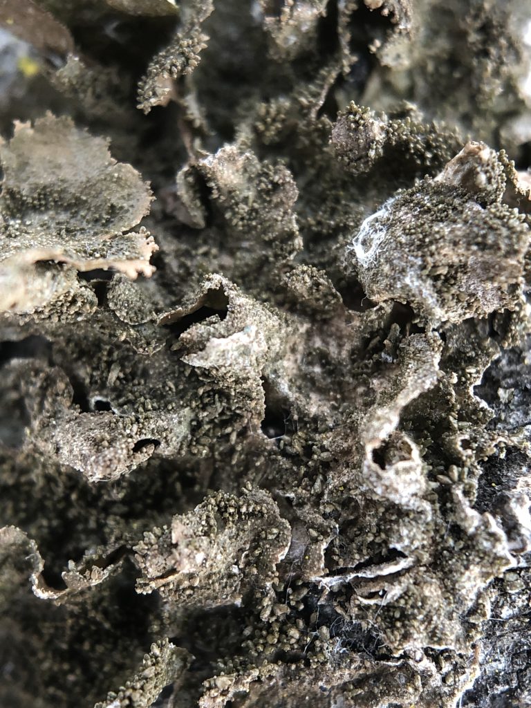 Melanohalea exasperatula