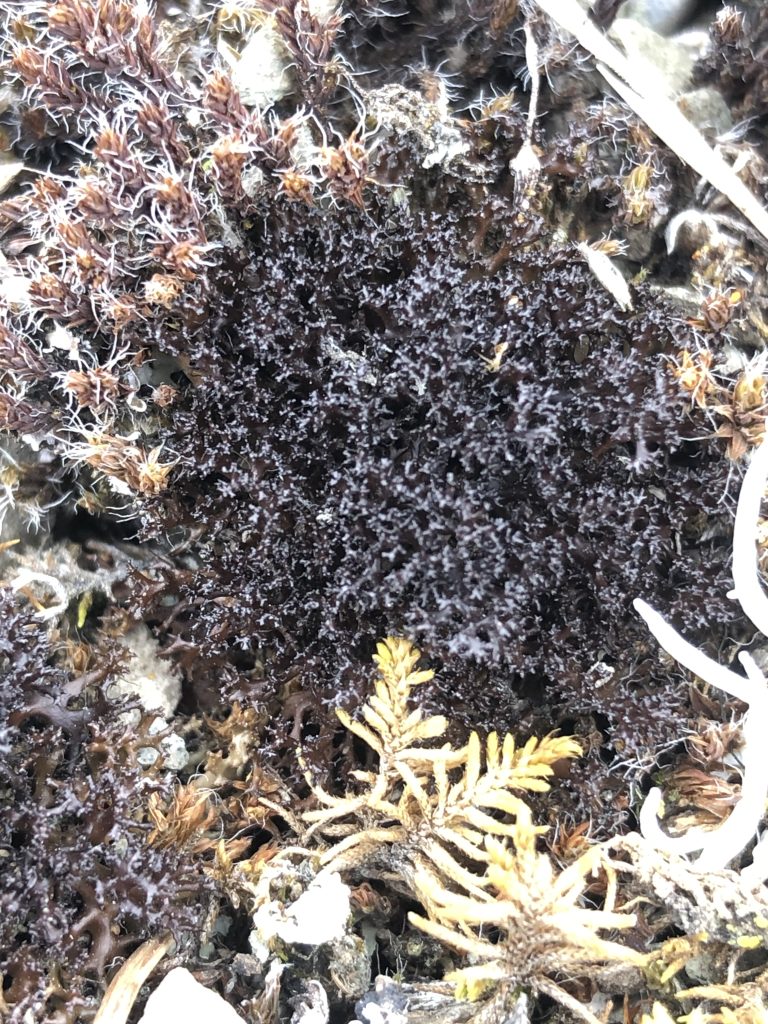 Cetraria aculeata s.l.