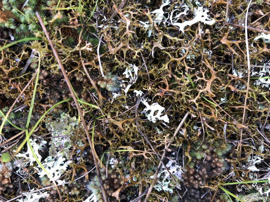 Cetraria aculeata s.l.