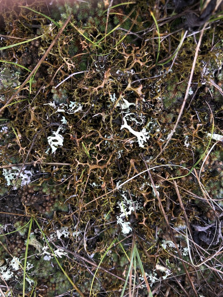 Cetraria aculeata s.l.