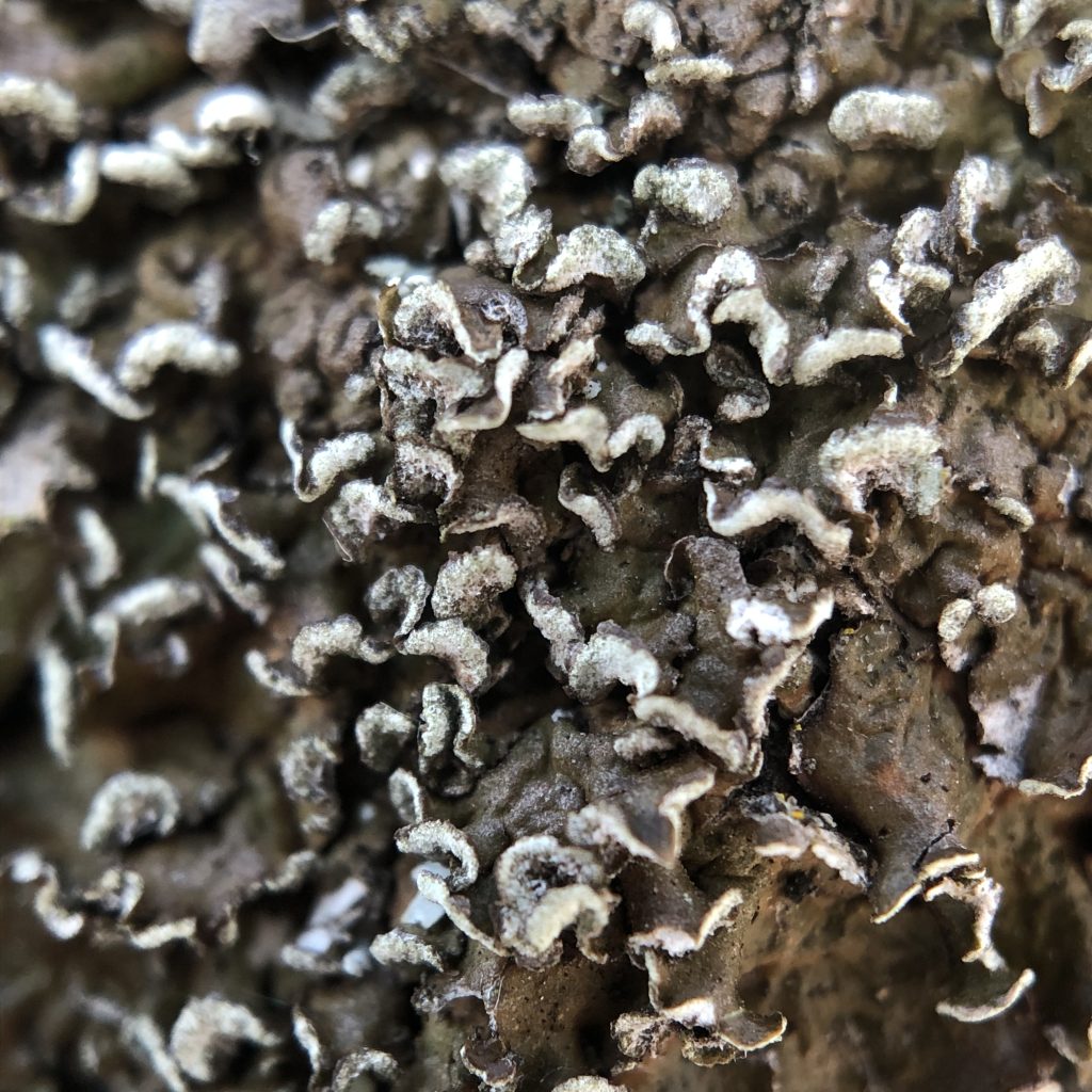 Melanelixia albertana