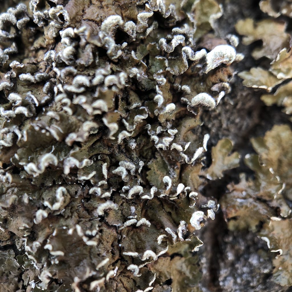 Melanelixia albertana