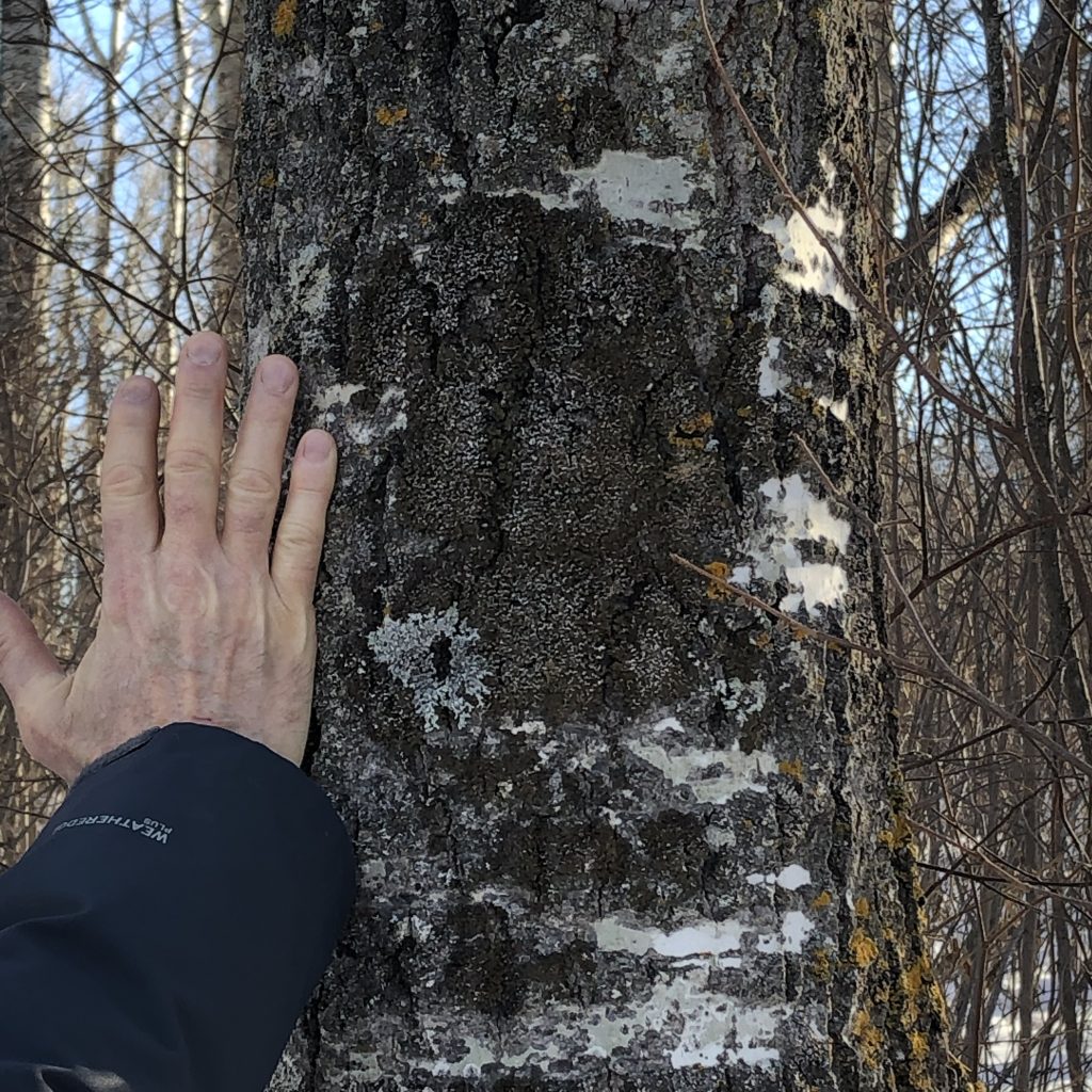 Melanelixia albertana