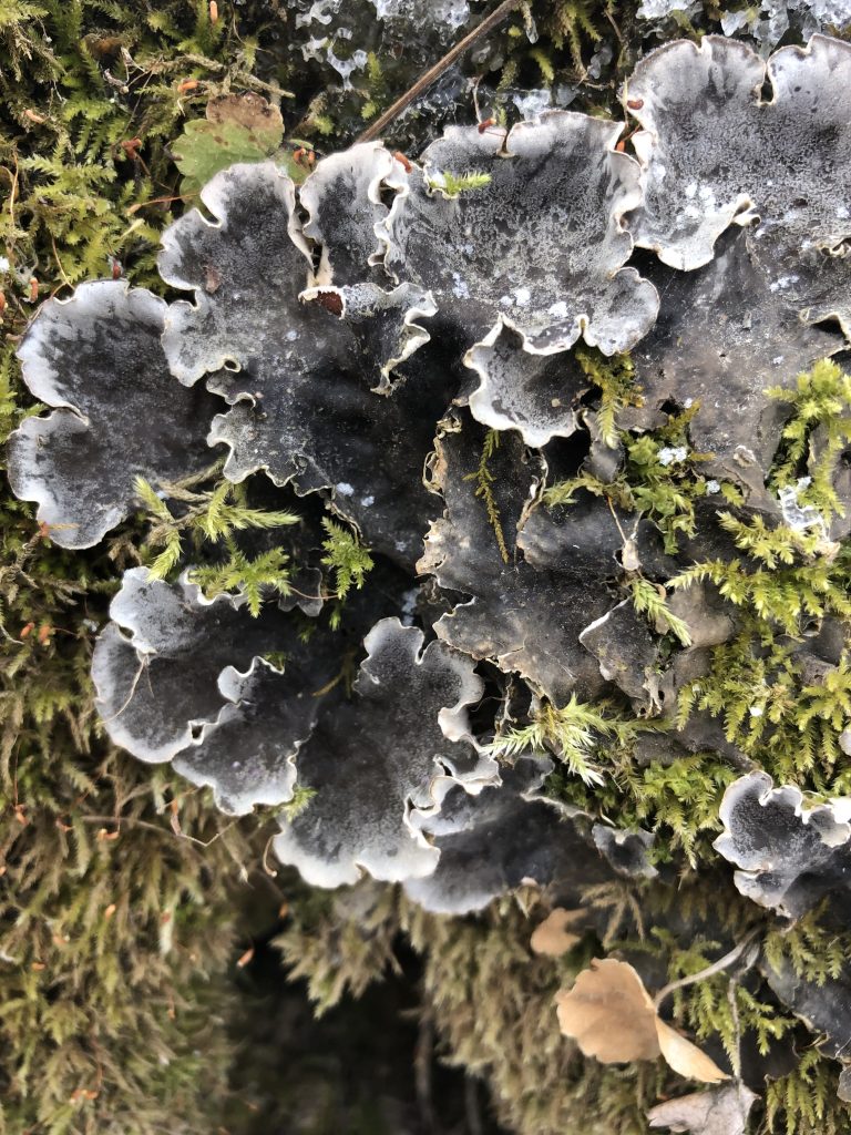 Peltigera canina group