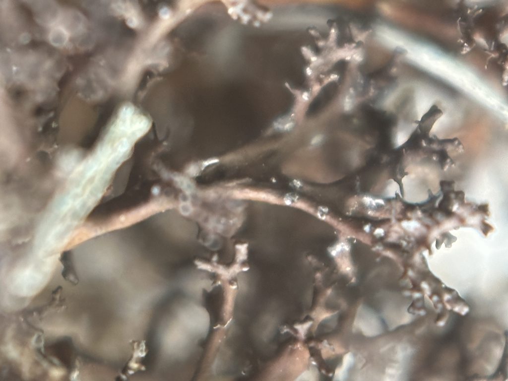 Cetraria aculeata s.l.