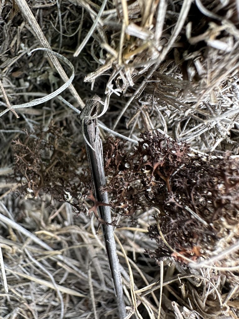 Cetraria aculeata s.l.