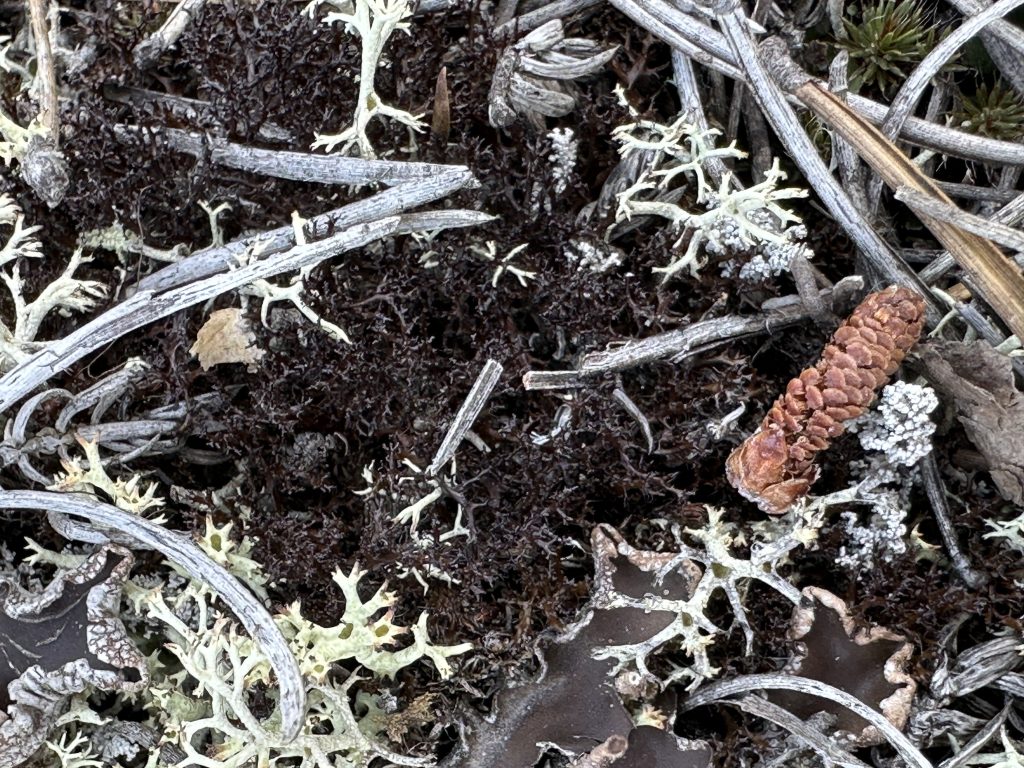 Cetraria aculeata s.l.