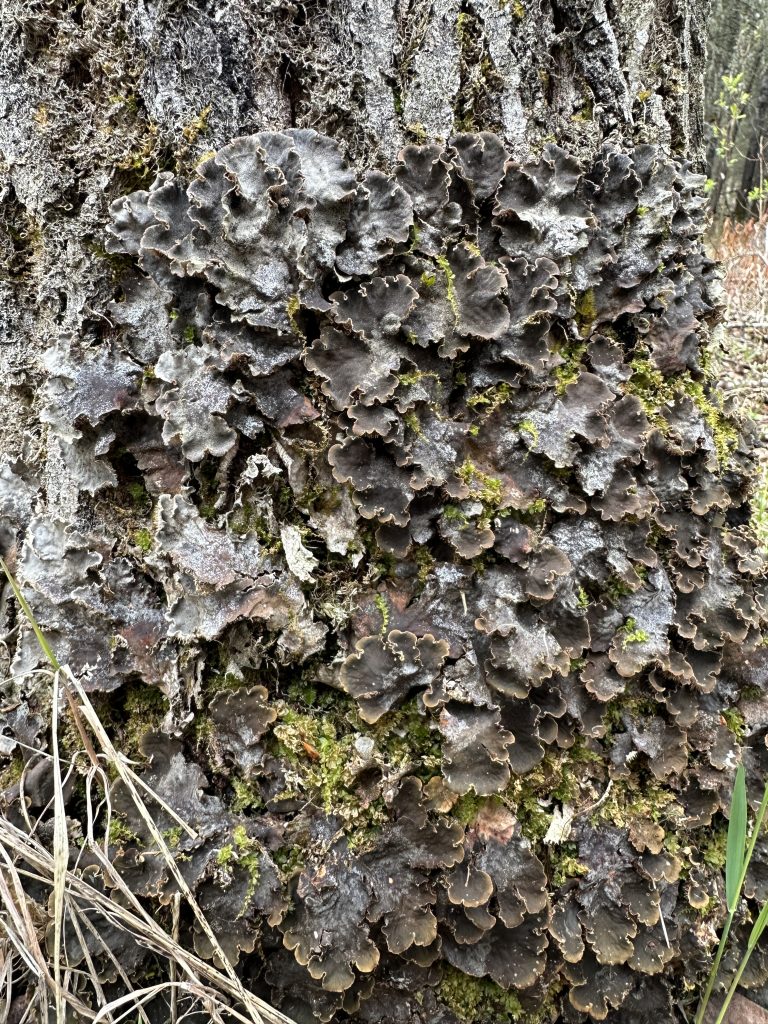 Peltigera canina group