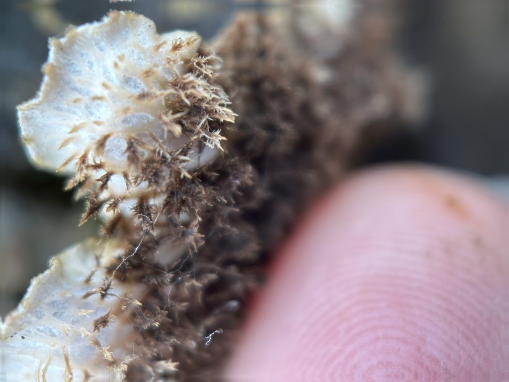 Peltigera canina group