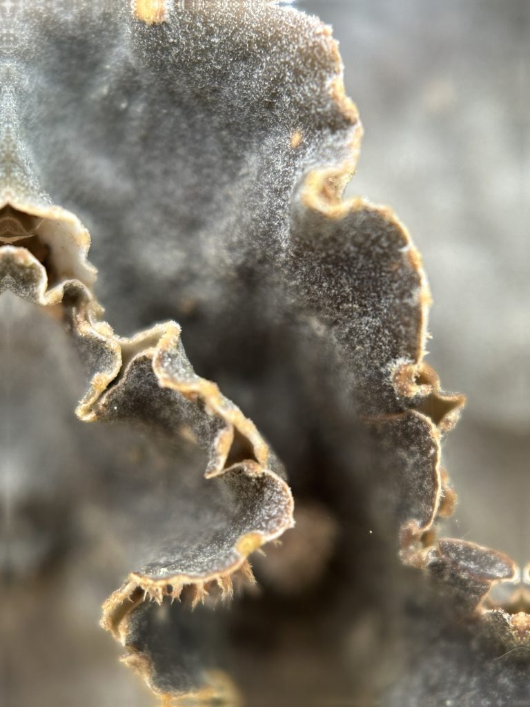 Peltigera canina group