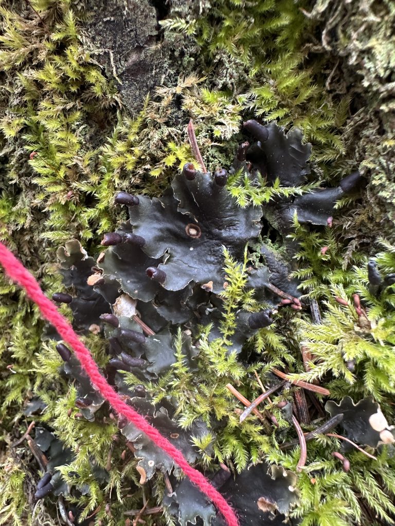 Peltigera neckeri