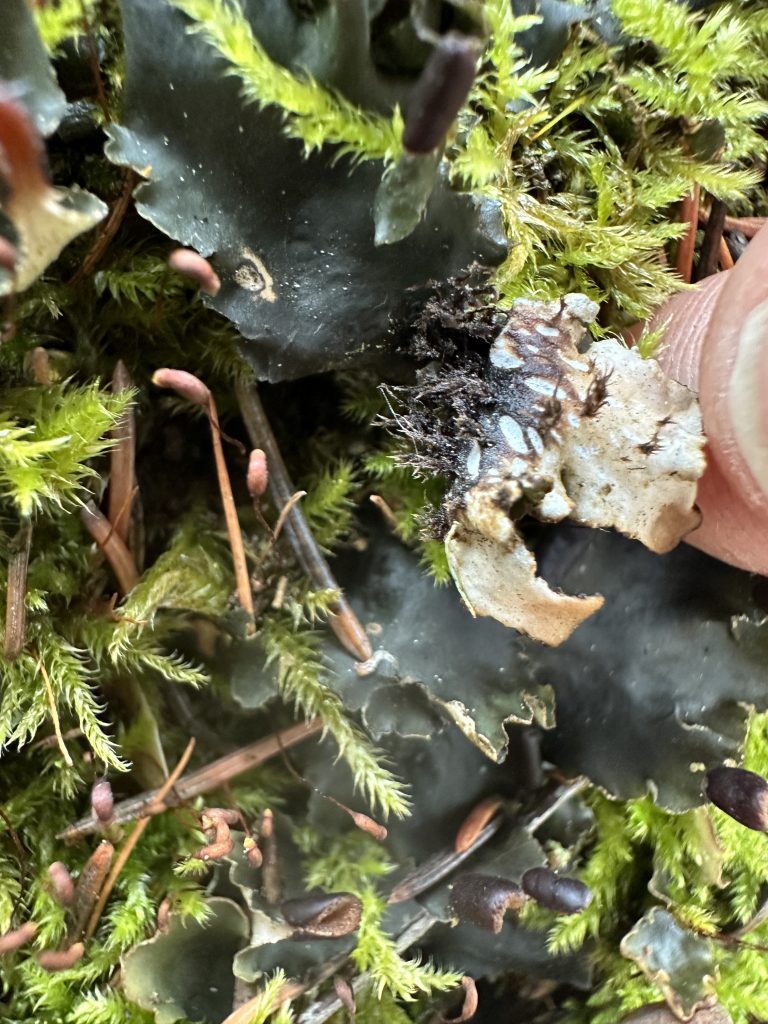 Peltigera neckeri