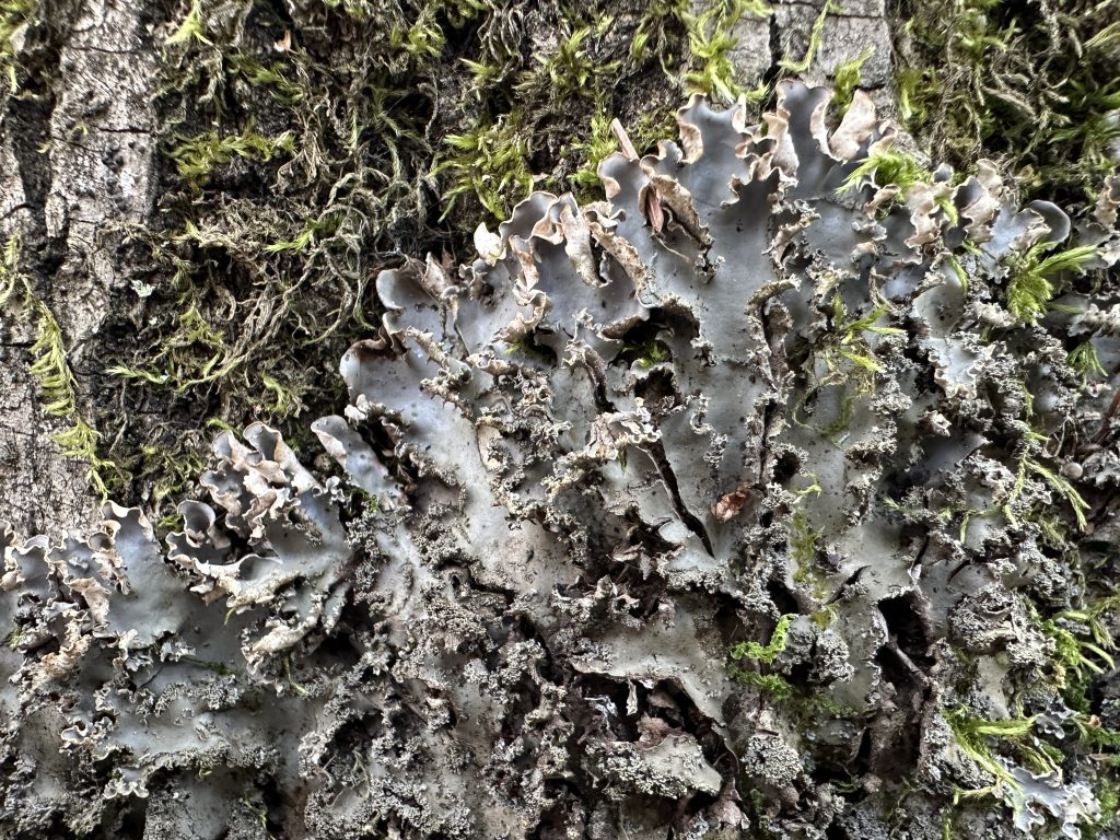 Peltigera elisabethae