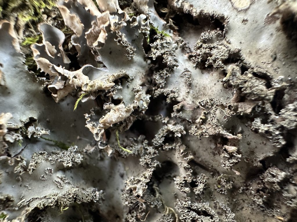 Peltigera elisabethae