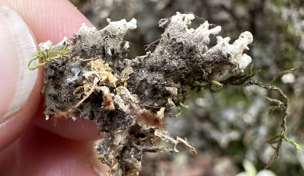 Peltigera elisabethae