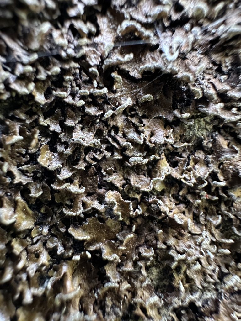 Melanelixia albertana