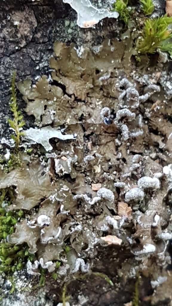 Melanelixia albertana