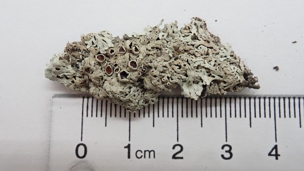 Arctoparmelia centrifuga