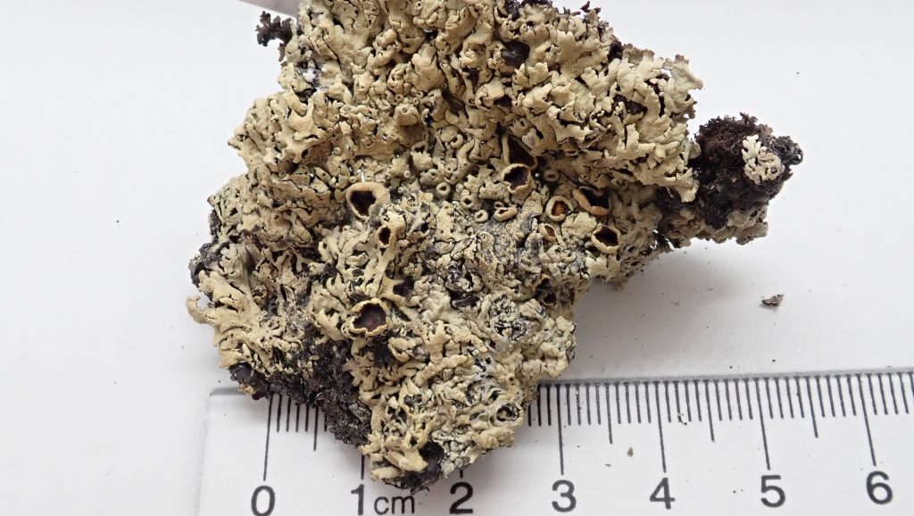 Arctoparmelia separata