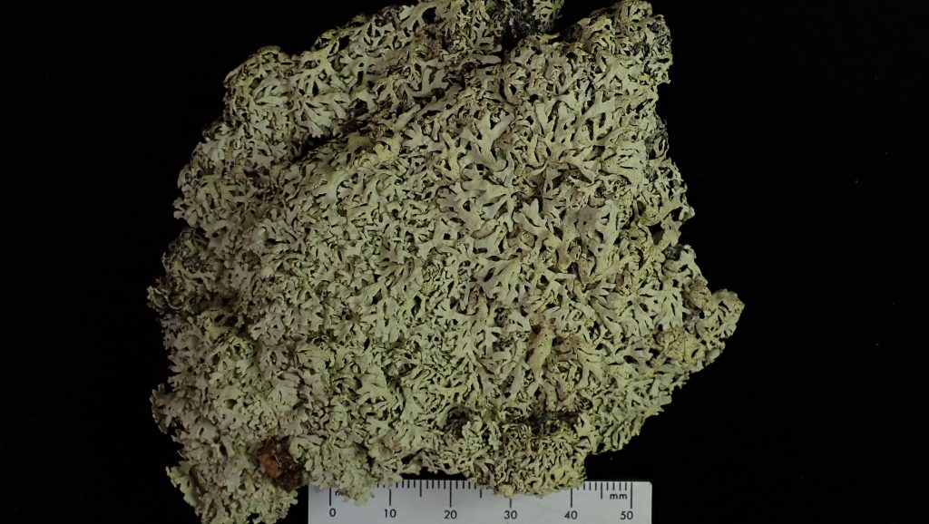 Arctoparmelia separata