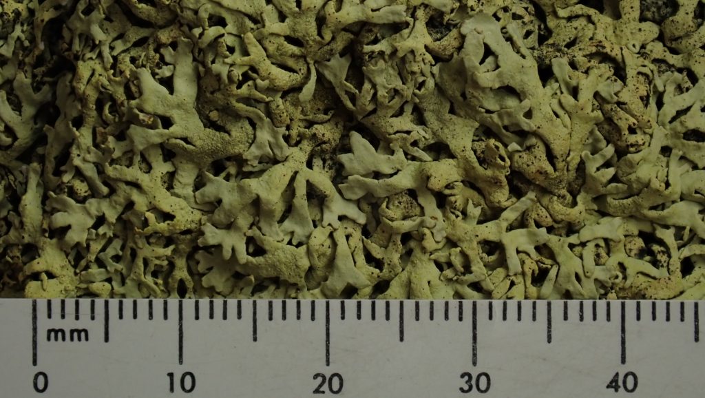 Arctoparmelia separata